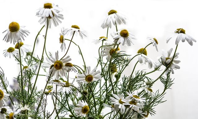 Remedii naturale pentru a reduce iritatiile de dupa epilare