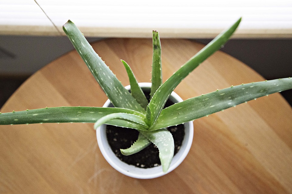 Beneficiile incredibile pe care le are aloe vera pentru sanatatea ta