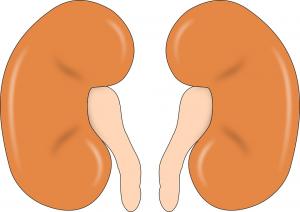 Sapte semne ca ai probleme la rinichi