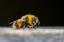 Remedii naturale impotriva intepaturilor de albine